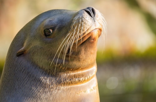 Sea lion sighting at La Jolla Cove